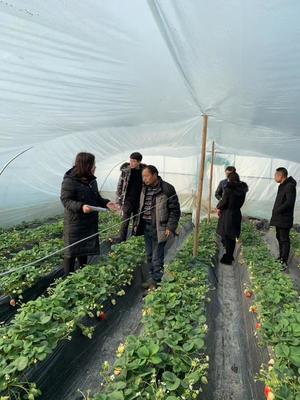 华阴市农检中心开展农产品质量安全专项检查